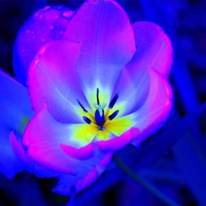 Meet your Posher, TheZgirls